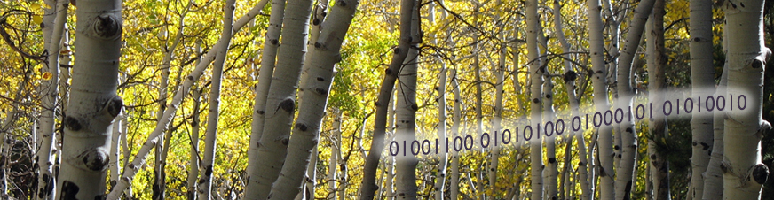 Aspens in Santa Fe National Forest Aspens in Santa Fe National Forest